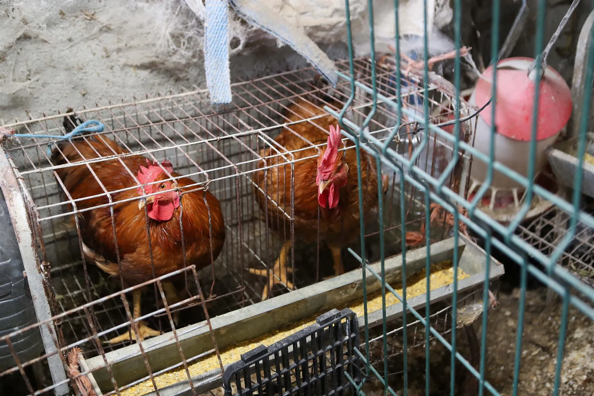 Gallinas en gallineros. / LP