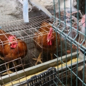 Gallinas en gallineros. / LP