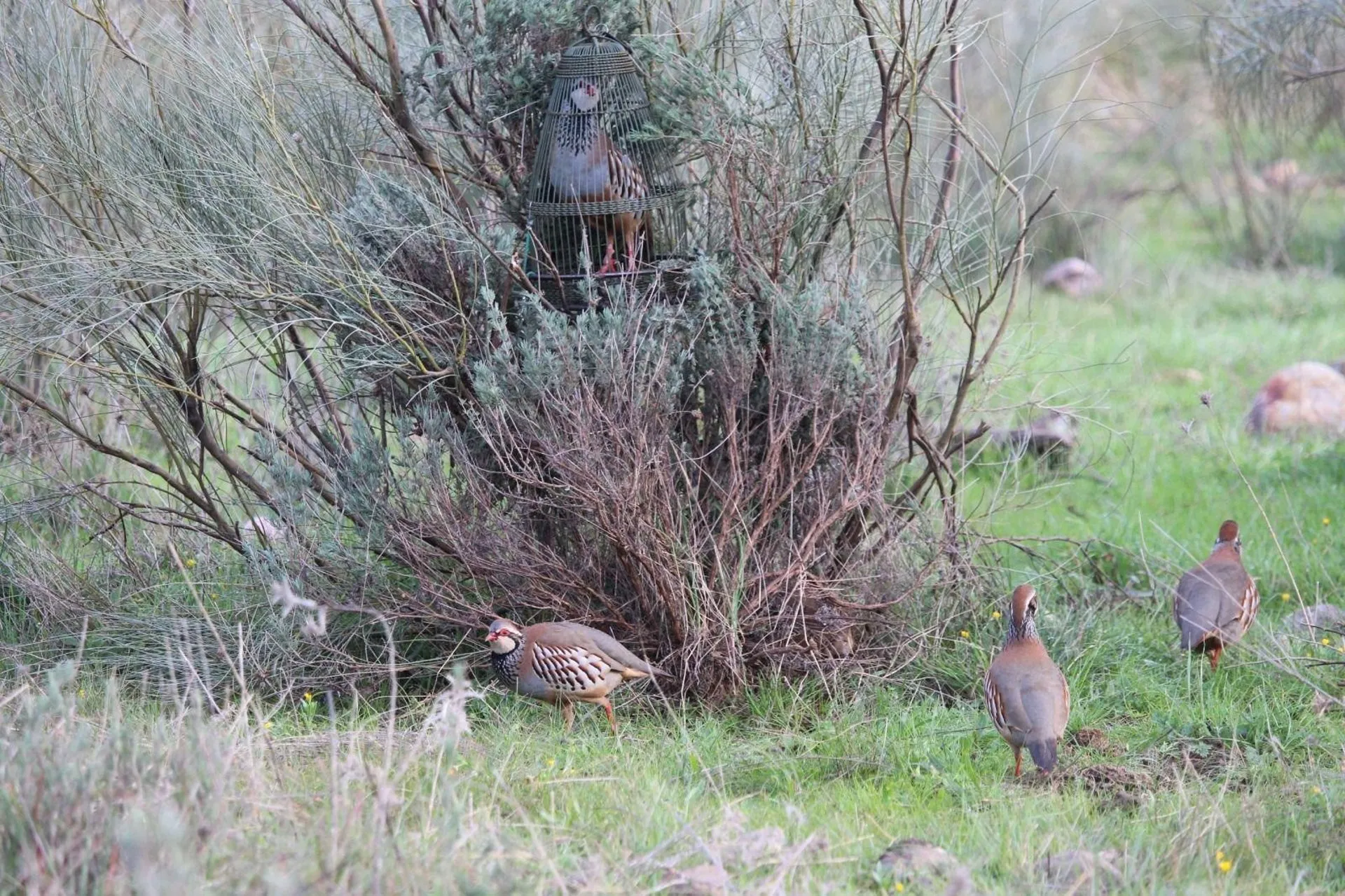 Caza de perdiz con reclamo en Extremadura. / LP