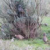 Caza de perdiz con reclamo en Extremadura. / LP
