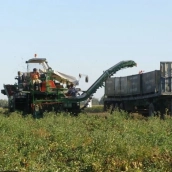 La producción final de tomate para industria en Extremadura podría situarse en torno a un 10 % por debajo de los volúmenes contratados al inicio de la campaña. / LP 