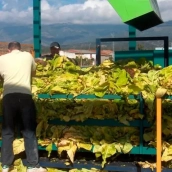 En Extremadura, la mayor región productora de hoja de tabaco de Europa, unas 20.000 familias viven del tabaco. / LP En Extremadura, la mayor región productora de hoja de tabaco de Europa, unas 20.000 familias viven del tabaco. / LP