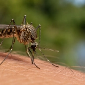 Para el mosquito Culex, vector del virus de la fiebre del Nilo Occidental, Extremadura pondrá en marcha por primera vez un programa específico de vigilancia. / LP