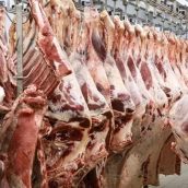 Las vacas y terneros de Extremadura podrán ser sacrificados, faenados y despiezados en industrias situadas fuera de la comunidad autónoma. / LP Las vacas y terneros de Extremadura podrán ser sacrificados, faenados y despiezados en industrias situadas fuera de la comunidad autónoma. / LP