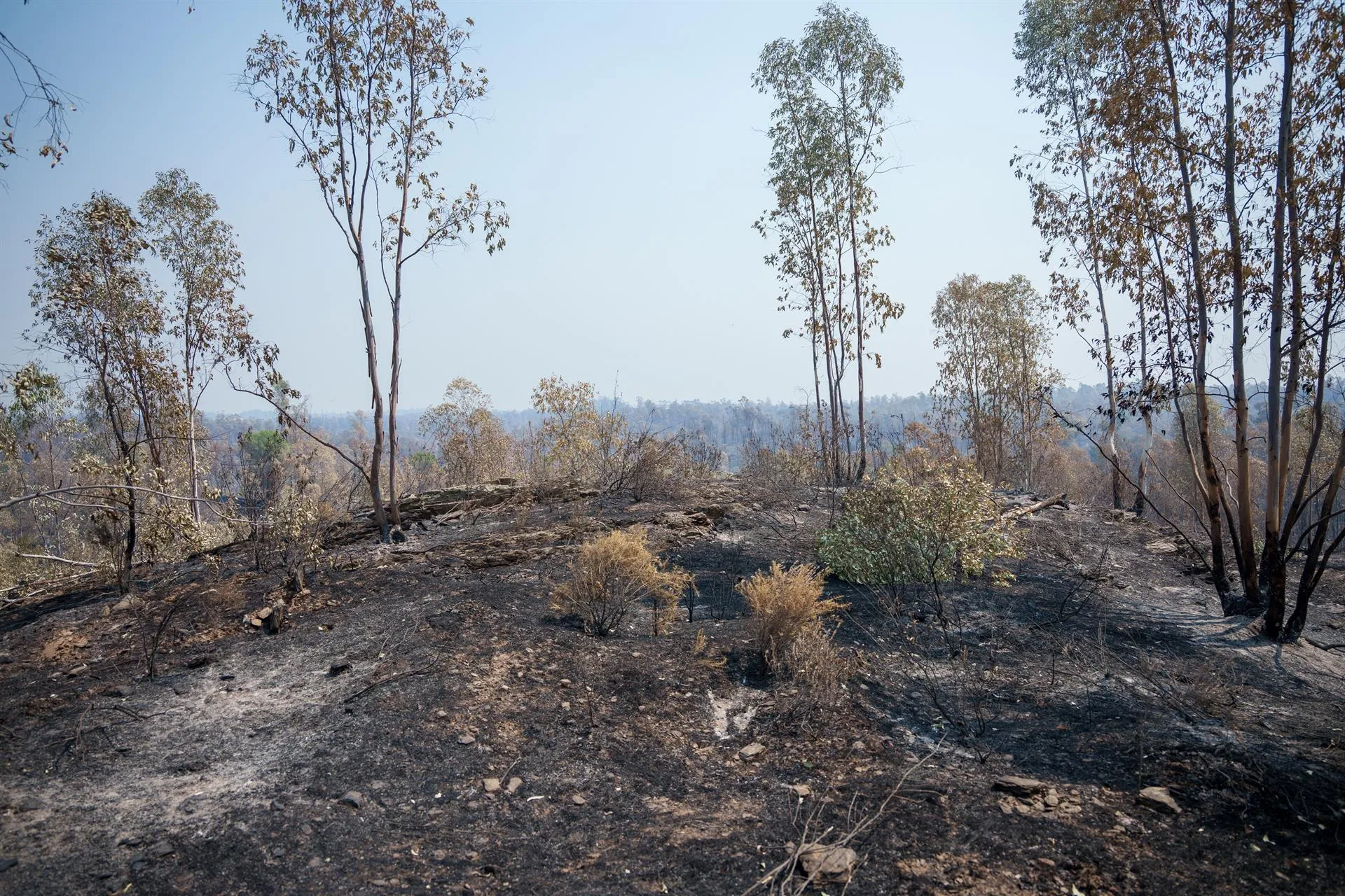 Tolosana cifró las barreras de contención entre 1.500 y 4.000 euros por hectárea. / LP Tolosana cifró las barreras de contención entre 1.500 y 4.000 euros por hectárea. / LP