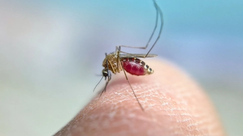 El mosquito transmisor del Virus del Nilo Occidental. / LP El mosquito transmisor del Virus del Nilo Occidental. / LP