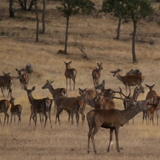 La Reserva de la Biosfera de Monfragüe ha organizado un programa de actividades y recorridos para seguir la berrea del ciervo. / LP