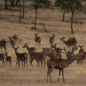 La Reserva de la Biosfera de Monfragüe ha organizado un programa de actividades y recorridos para seguir la berrea del ciervo. / LP