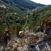 El incendio forestal declarado este lunes en Tornavacas ha quedado estabilizado a las 20.30 horas de este martes. / LP