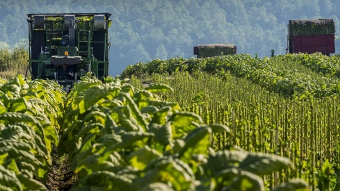 La Compañía Cetarsa ha puesto en marcha en sus instalaciones de Talayuela la campaña de compra de la cosecha de tabaco de 2026. / LP La Compañía Cetarsa ha puesto en marcha en sus instalaciones de Talayuela la campaña de compra de la cosecha de tabaco de 2026. / LP