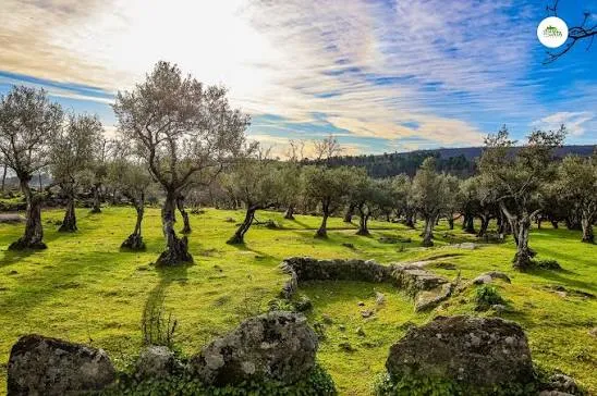 Los olivareros del norte de Cáceres dejan de vender sus cosechas de aceituna mesa. / LP