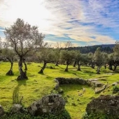 Los olivareros del norte de Cáceres dejan de vender sus cosechas de aceituna mesa. / LP Los olivareros del norte de Cáceres dejan de vender sus cosechas de aceituna mesa. / LP