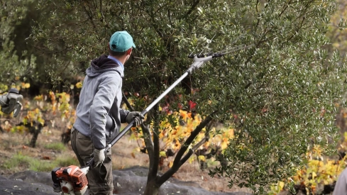 La organización también ha pedido a los productores que colaboren activamente y denuncien de inmediato cualquier movimiento sospechoso. / LP La organización también ha pedido a los productores que colaboren activamente y denuncien de inmediato cualquier movimiento sospechoso. / LP