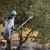 La organización también ha pedido a los productores que colaboren activamente y denuncien de inmediato cualquier movimiento sospechoso. / LP La organización también ha pedido a los productores que colaboren activamente y denuncien de inmediato cualquier movimiento sospechoso. / LP