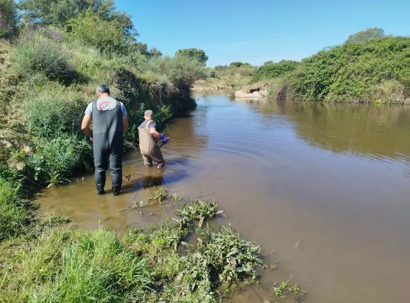 La biomasa del pez chino en el embalse cacereño de Alcollarín se sitúa ya por debajo de una tonelada. / CHG La biomasa del pez chino en el embalse cacereño de Alcollarín se sitúa ya por debajo de una tonelada. / CHG