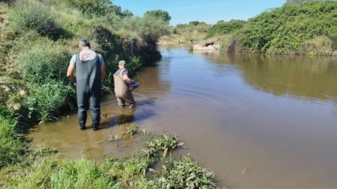 La biomasa del pez chino en el embalse cacereño de Alcollarín se sitúa ya por debajo de una tonelada. / CHG