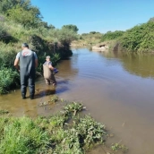 La biomasa del pez chino en el embalse cacereño de Alcollarín se sitúa ya por debajo de una tonelada. / CHG La biomasa del pez chino en el embalse cacereño de Alcollarín se sitúa ya por debajo de una tonelada. / CHG