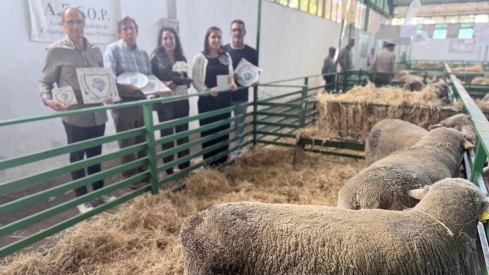Estos reconocimientos vuelven a poner en valor el trabajo desarrollado para la conservación y mejora de la raza Merino Precoz, / LP Estos reconocimientos vuelven a poner en valor el trabajo desarrollado para la conservación y mejora de la raza Merino Precoz, / LP