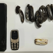 La Guardia Civil ha impedido la entrada de cocaína, hachís y dos teléfonos móviles en el Centro Penitenciario de Cáceres. / GC