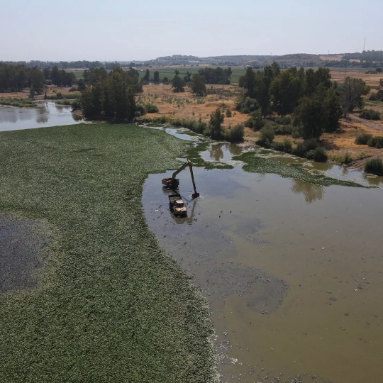Extracción de nenúfar mexicano del río Guadiana en el entorno de la ciudad de Badajoz. / CHG Extracción de nenúfar mexicano del río Guadiana en el entorno de la ciudad de Badajoz. / CHG