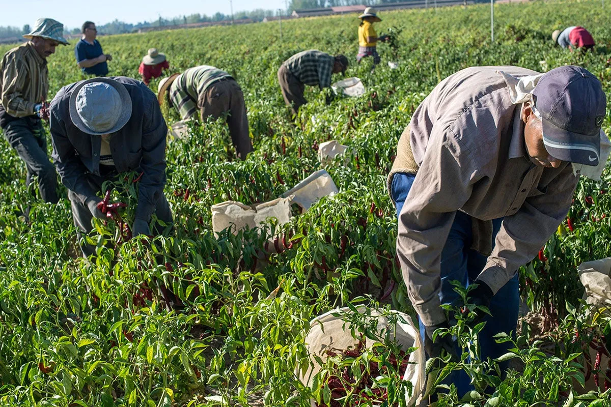 La campaña de pimiento para pimentón de La Vera encara su recta final con una producción superior a los tres millones de kilos. / AG La campaña de pimiento para pimentón de La Vera encara su recta final con una producción superior a los tres millones de kilos. / AG