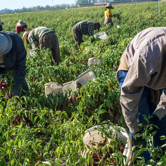 La campaña de pimiento para pimentón de La Vera encara su recta final con una producción superior a los tres millones de kilos. / AG La campaña de pimiento para pimentón de La Vera encara su recta final con una producción superior a los tres millones de kilos. / AG