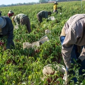 La campaña de pimiento para pimentón de La Vera encara su recta final con una producción superior a los tres millones de kilos. / AG La campaña de pimiento para pimentón de La Vera encara su recta final con una producción superior a los tres millones de kilos. / AG