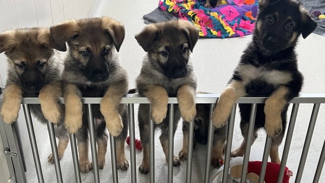 Camada futuros perros guía. / Fundación ONCE perro guía