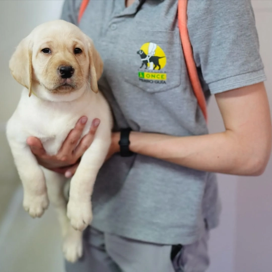Reto de la ONCE: Convertir un cachorro en un auxiliar de movilidad ágil, seguro y fiable para una persona ciega. / AM Reto de la ONCE: Convertir un cachorro en un auxiliar de movilidad ágil, seguro y fiable para una persona ciega. / AM