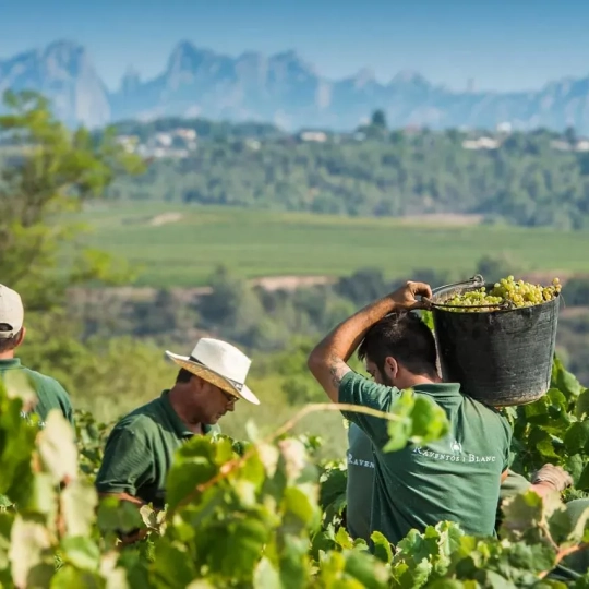 Los viticultores cobran menos de la mitad de los 56 céntimos por kilo que el sector calcula como coste de producción. / LP Los viticultores cobran menos de la mitad de los 56 céntimos por kilo que el sector calcula como coste de producción. / LP