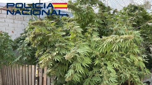 Plantación de marihuana incautada en Villanueva de la Serena.