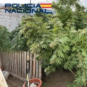 Plantación de marihuana incautada en Villanueva de la Serena.