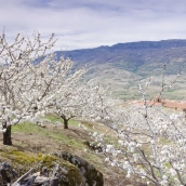 Cerezos en flor (Valle del Jerte). / Turismo de Extremadura Cerezos en flor (Valle del Jerte). / Turismo de Extremadura