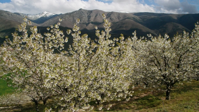 Cerezos en flor (Valle del Jerte) © Turismo de Extremadura (4)