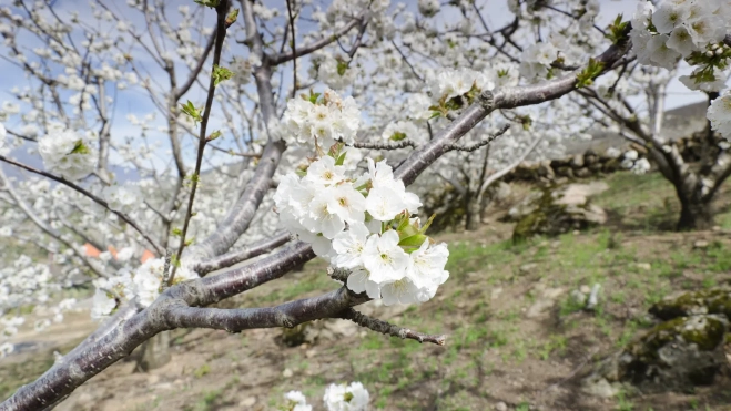 Cerezos en flor (Valle del Jerte) © Turismo de Extremadura (3)