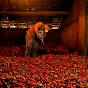 Trabajador volteando el pimentón en la zona de secado. / DOP PIMENTON DE LA VERA Trabajador volteando el pimentón en la zona de secado. / DOP PIMENTON DE LA VERA