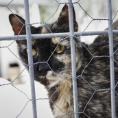 La UE impone obligación de que todas las mascotas cuenten con un microchip y estén registrados en las bases de datos nacionales. / EP La UE impone obligación de que todas las mascotas cuenten con un microchip y estén registrados en las bases de datos nacionales. / EP
